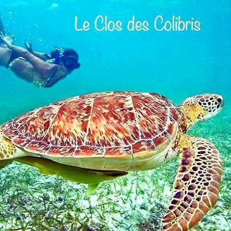 Lodge Colibris Piscine Privee Vue Panoramique Mer Et Montagne Pelee , 500 M Plage Dans Un Parc , Calme Assure Ideal Pour Decouvrir Le Nord Caraibes Ле-Карбе Екстер'єр фото