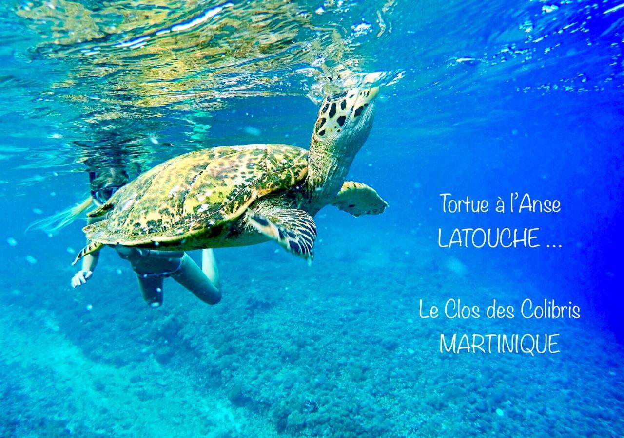 Lodge Colibris Piscine Privee Vue Panoramique Mer Et Montagne Pelee , 500 M Plage Dans Un Parc , Calme Assure Ideal Pour Decouvrir Le Nord Caraibes Ле-Карбе Екстер'єр фото
